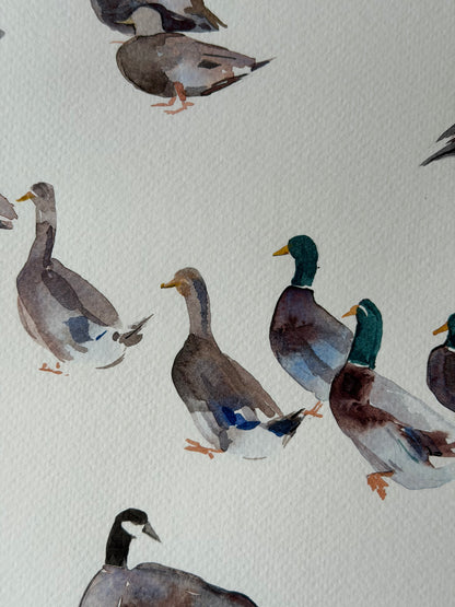 Routes Without Borders (Geese & Ducks)