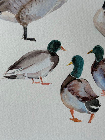 Routes Without Borders (Geese & Ducks)