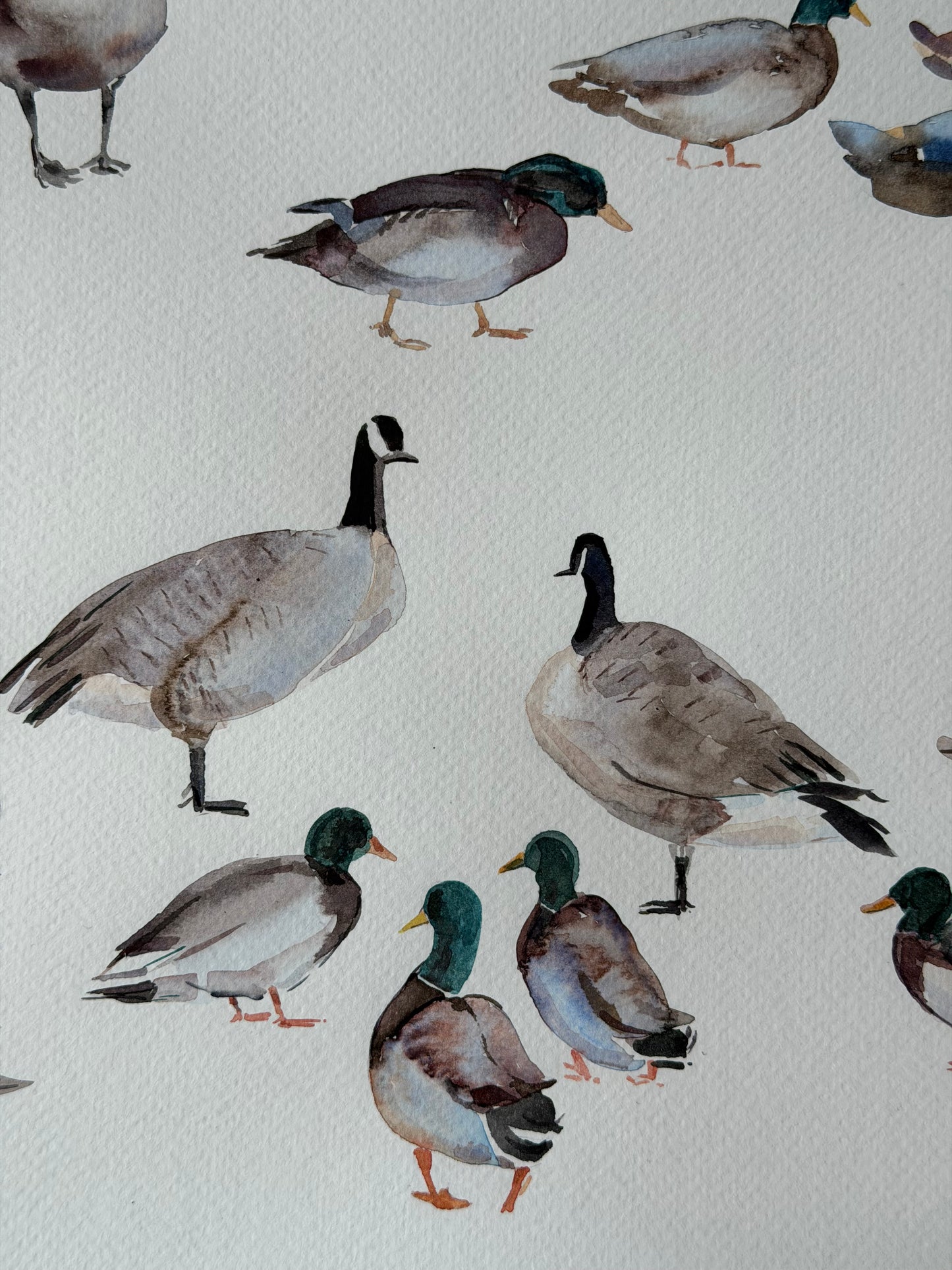 Routes Without Borders (Geese & Ducks)