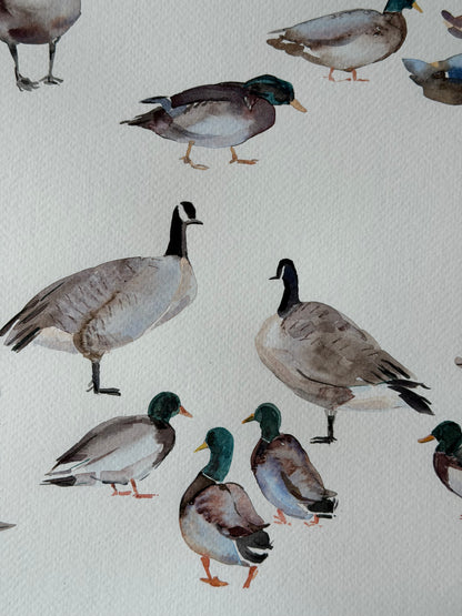 Routes Without Borders (Geese & Ducks)