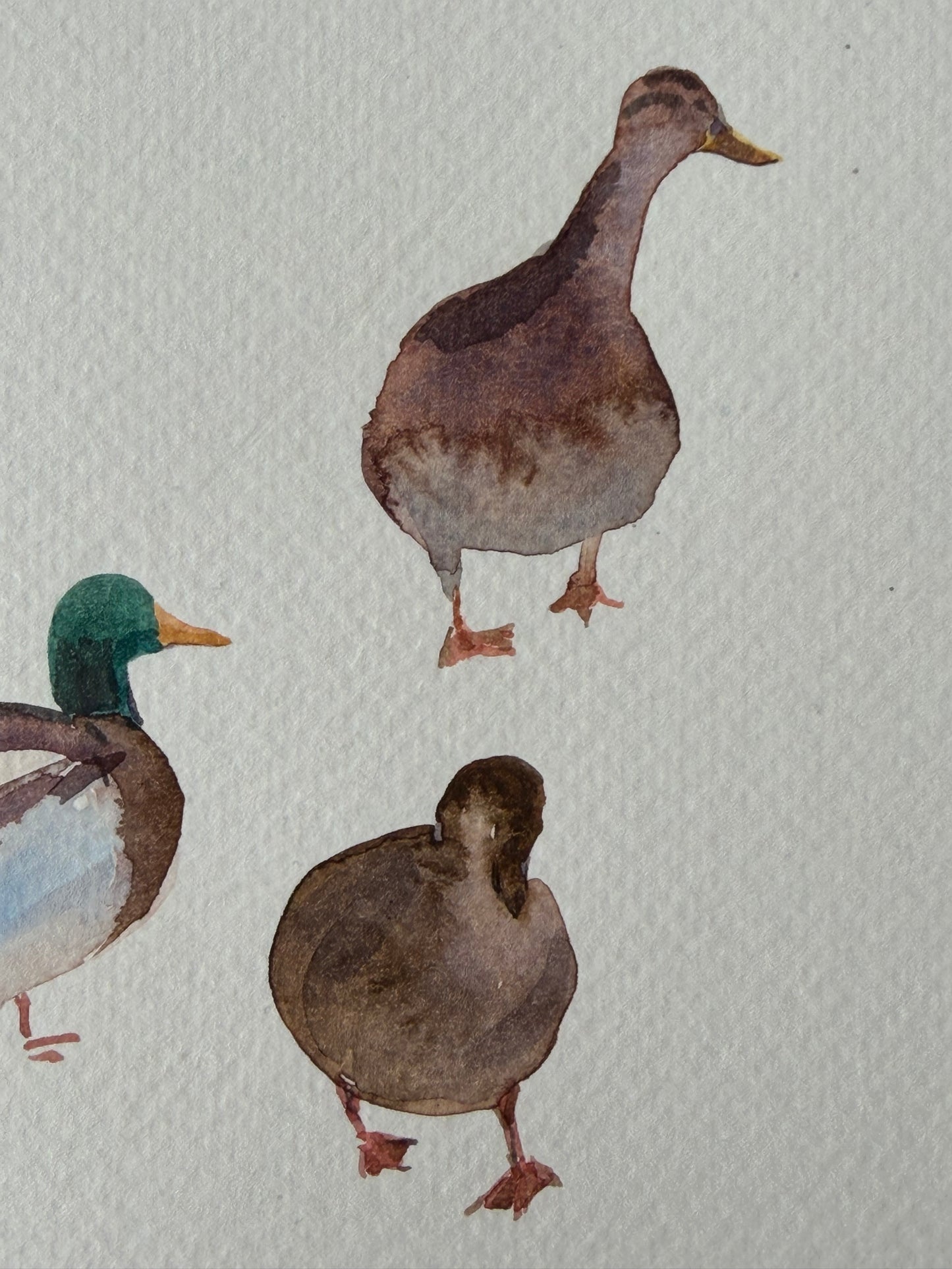 Routes Without Borders (Geese & Ducks)