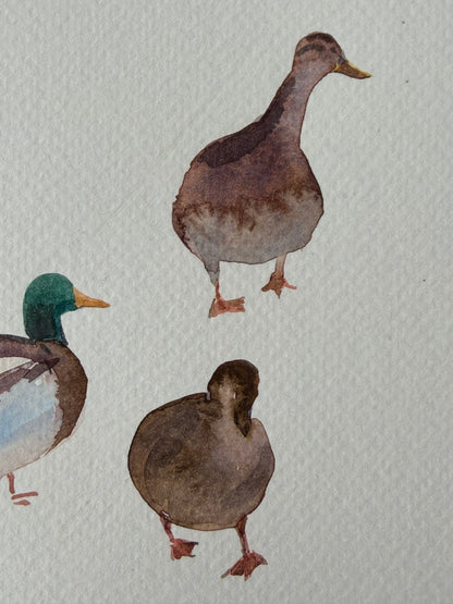 Routes Without Borders (Geese & Ducks)