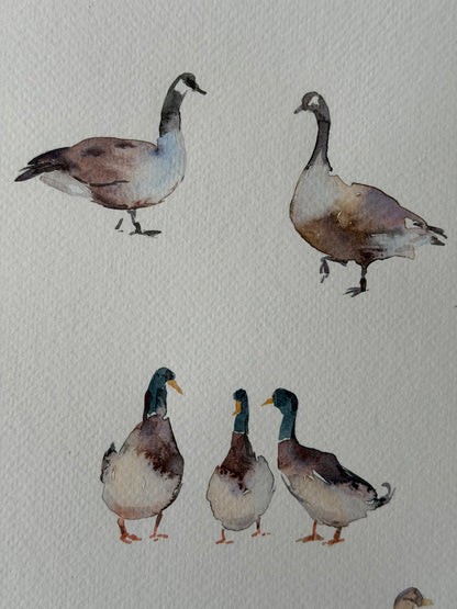 Routes Without Borders (Geese & Ducks)
