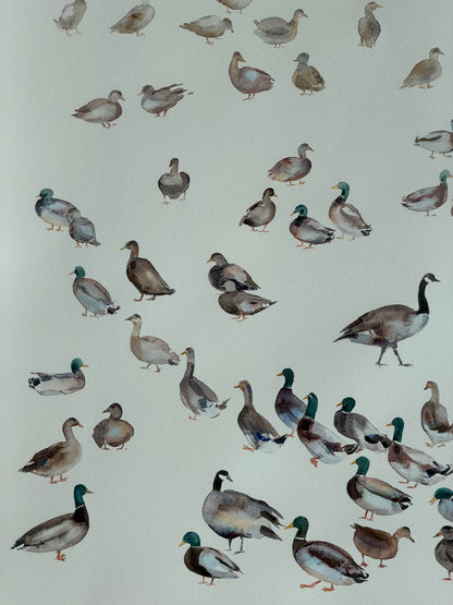 Routes Without Borders (Geese & Ducks)