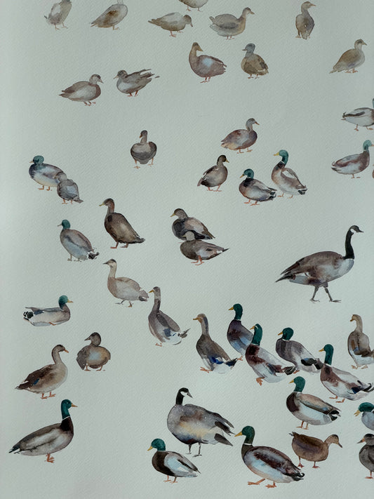 Routes Without Borders (Geese & Ducks)