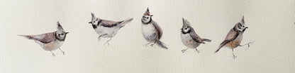 Lophophanes Cristatus (Five)