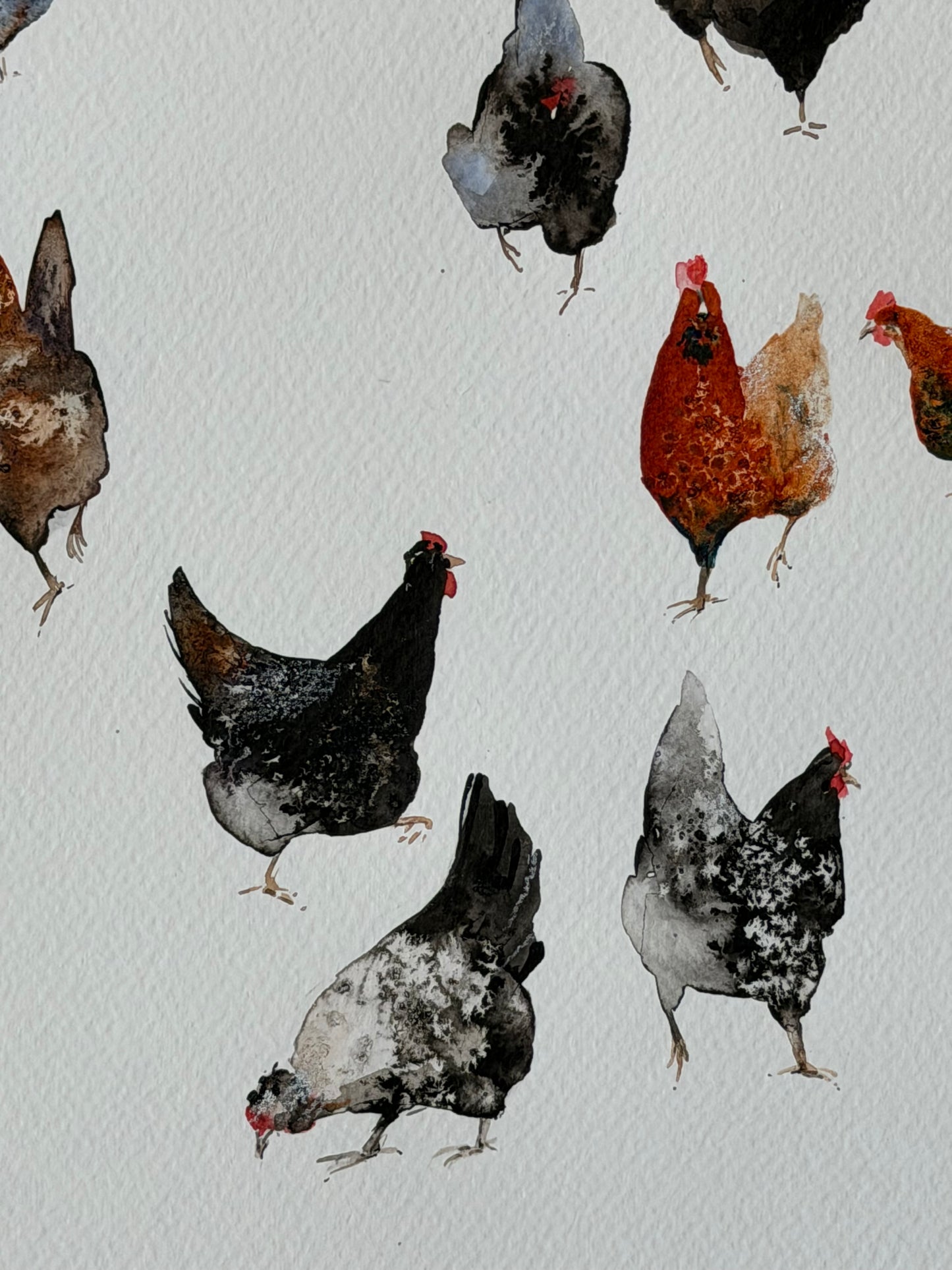 Yard Stories (chickens)