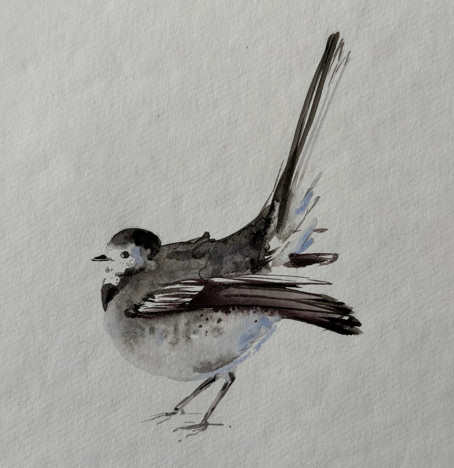 Motacilla alba (Bird)