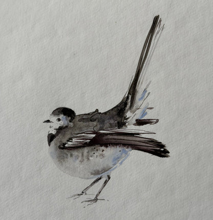 Motacilla alba (Bird)