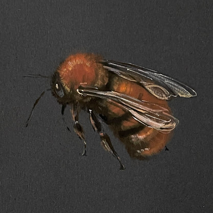 Flight of the Tawny Mining Bee