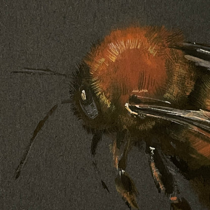 Flight of the Tawny Mining Bee