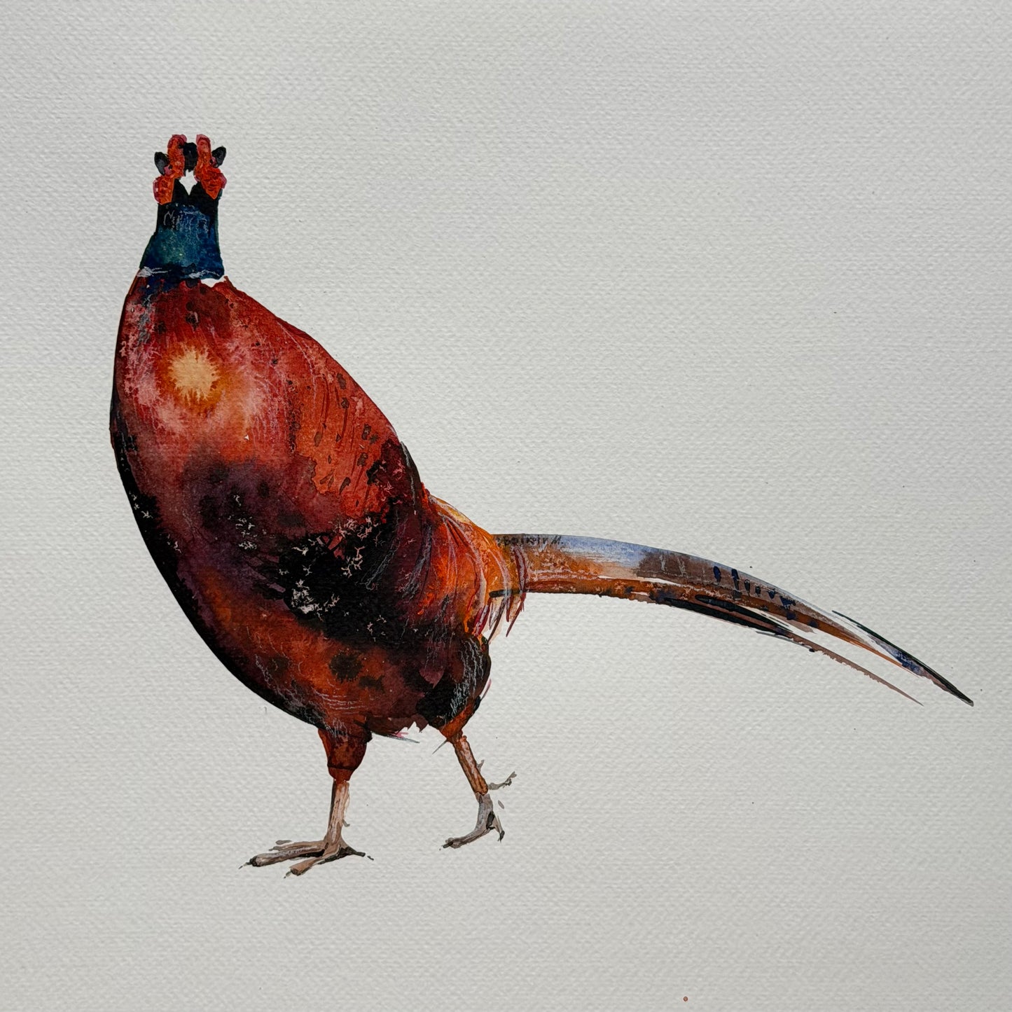 Phasianus