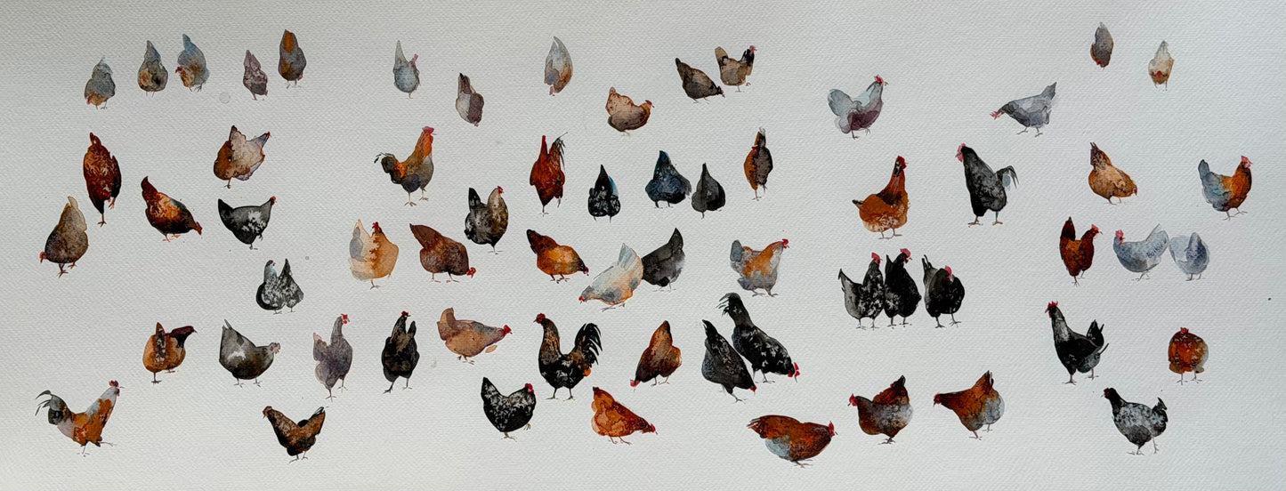 Chickens — The 62