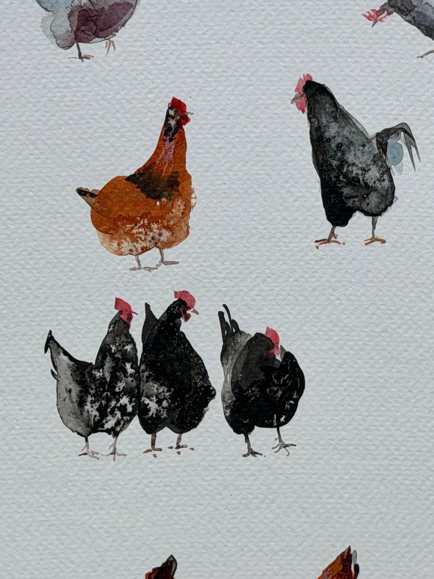 Chickens — The 62