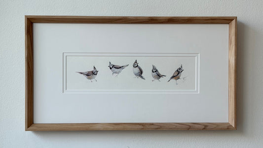 Lophophanes Cristatus (Five)