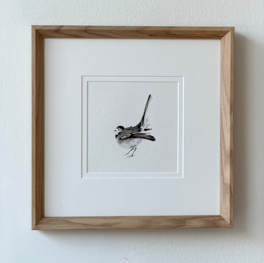 Motacilla alba (Bird)