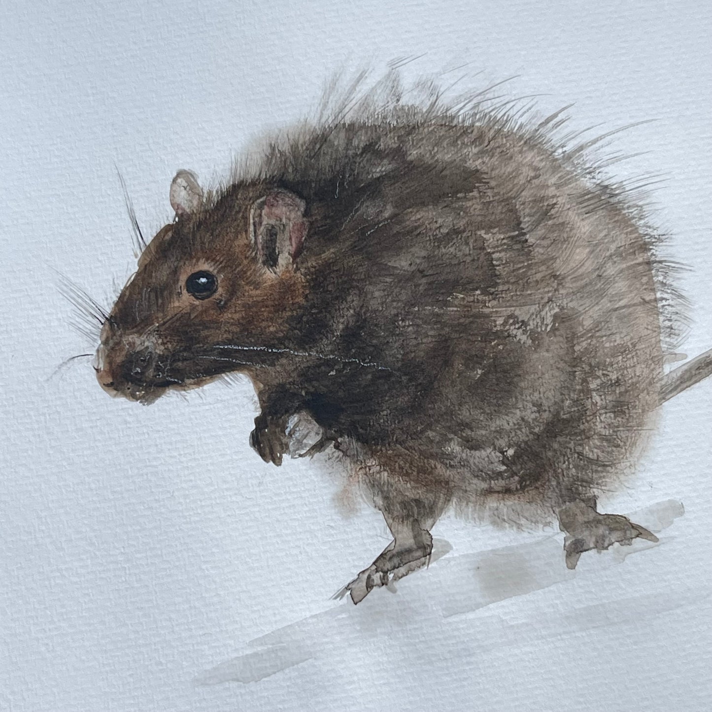 The Rat of Prosperity