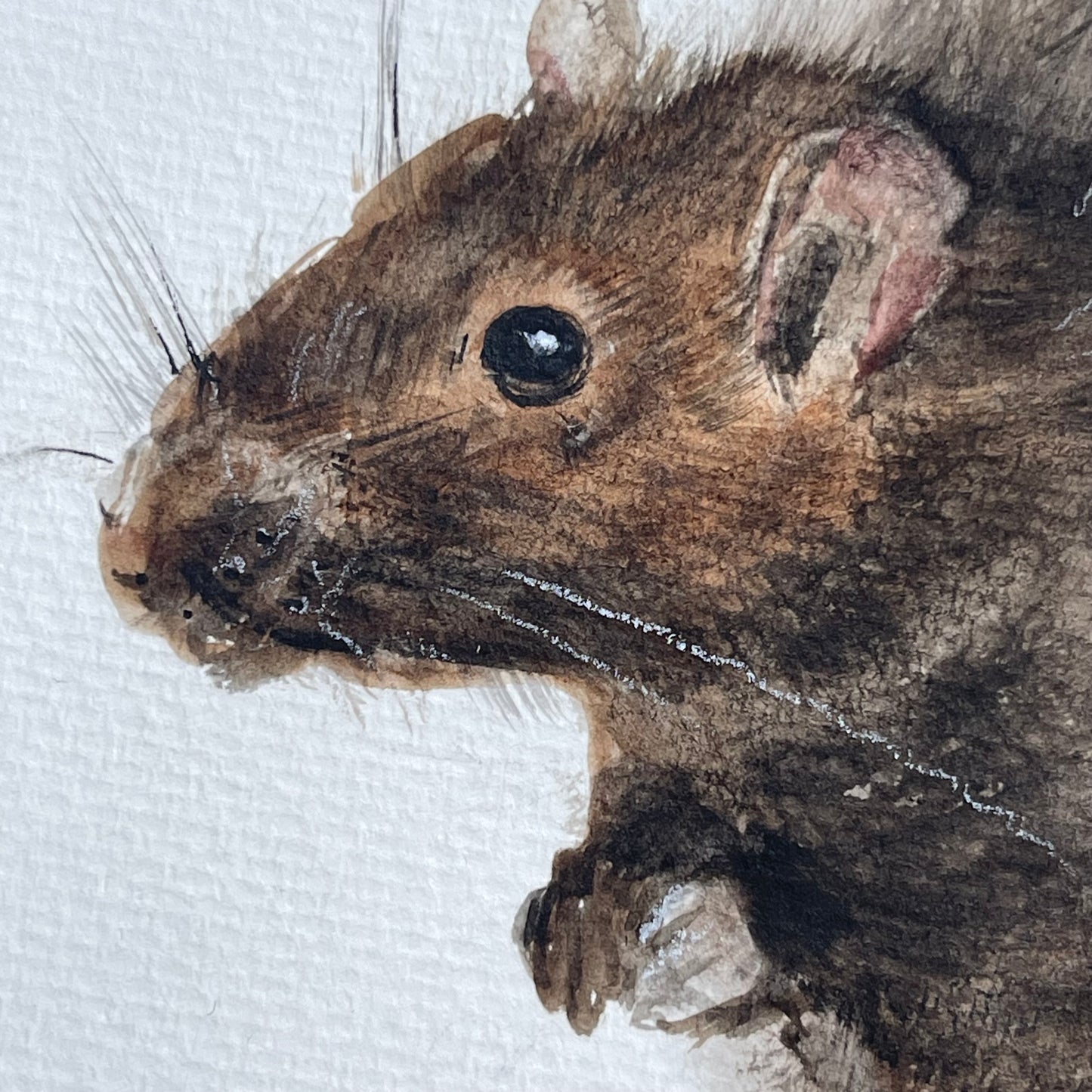 The Rat of Prosperity