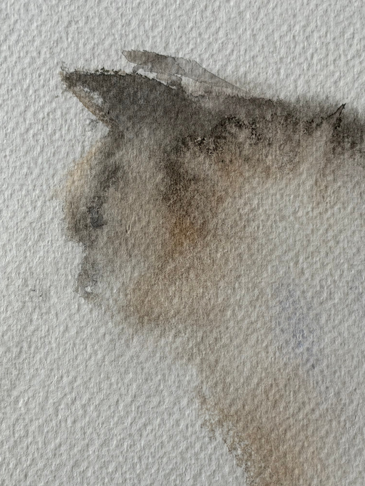 Thoughtful Cat