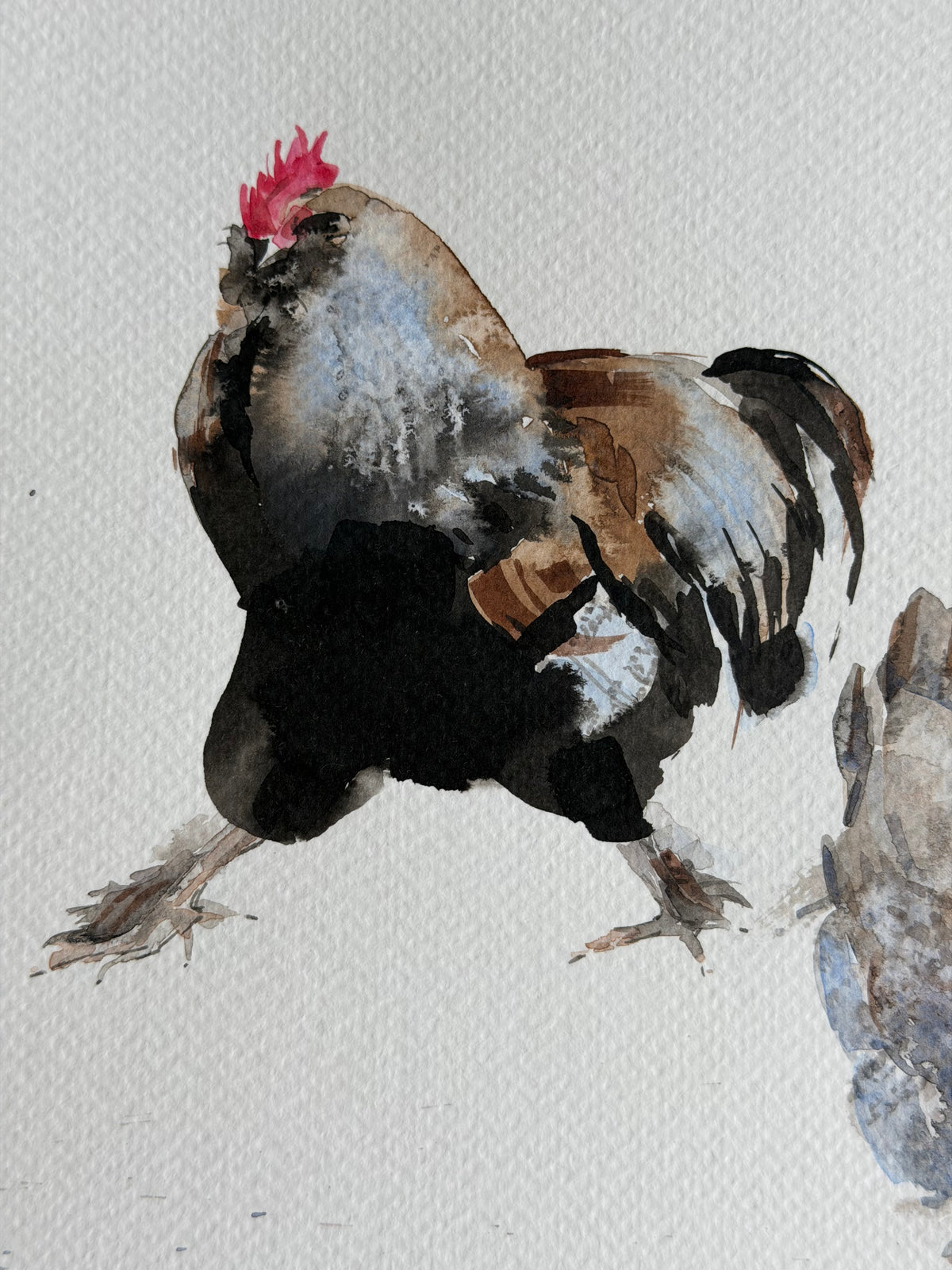 Seven  Hens, One Headache