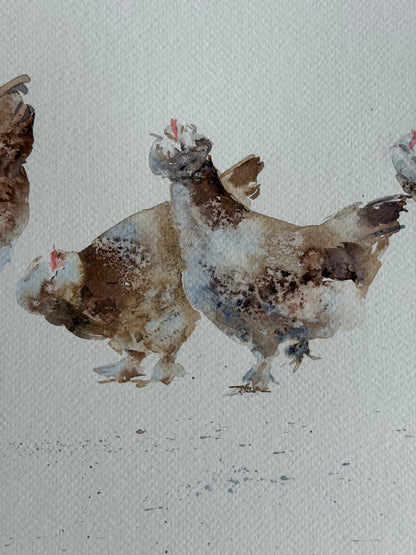 Seven  Hens, One Headache