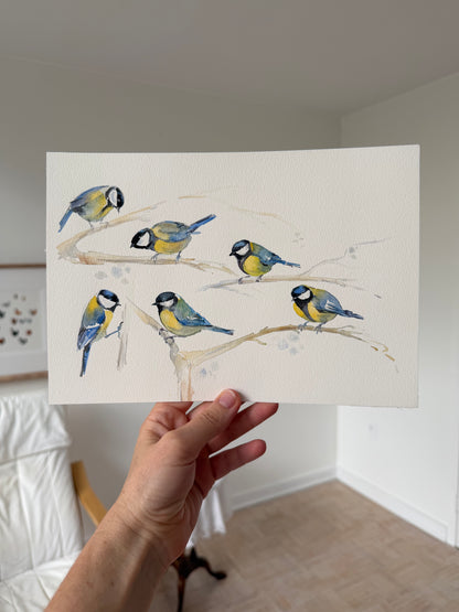 Cyanistes caeruleus — Gathering