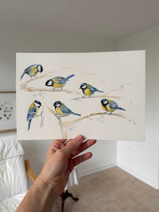 Cyanistes caeruleus — Gathering