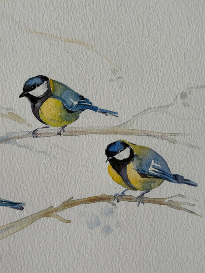 Cyanistes caeruleus — Gathering