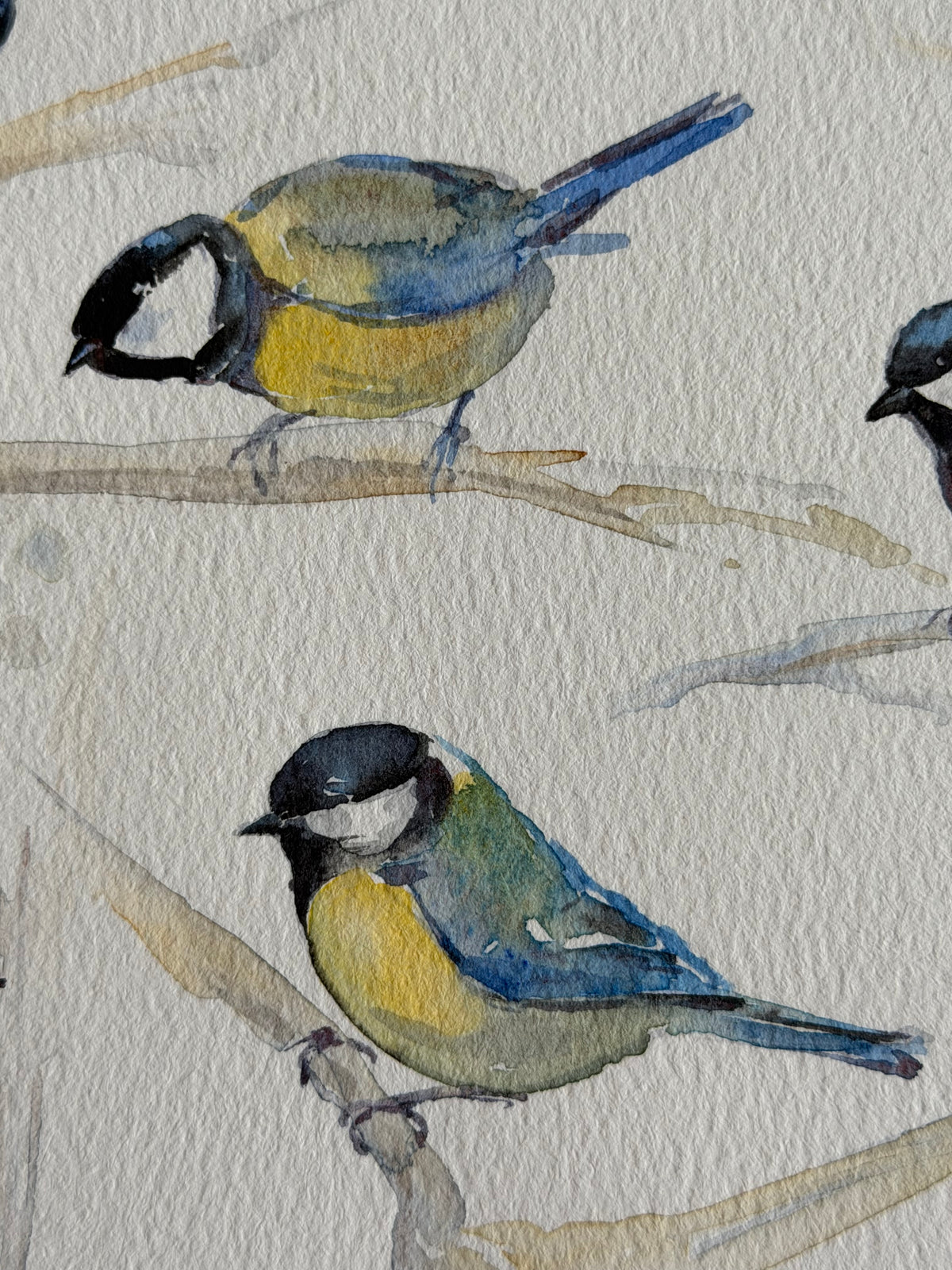 Cyanistes caeruleus — Gathering