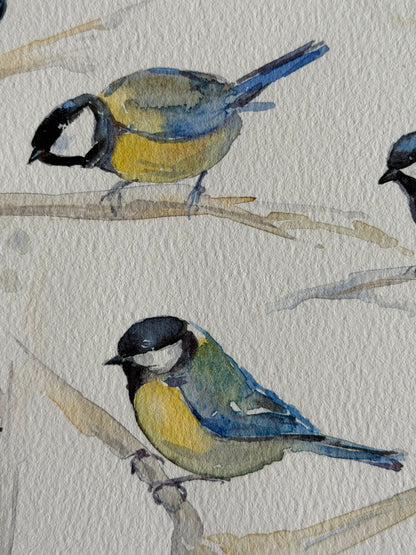 Cyanistes caeruleus — Gathering