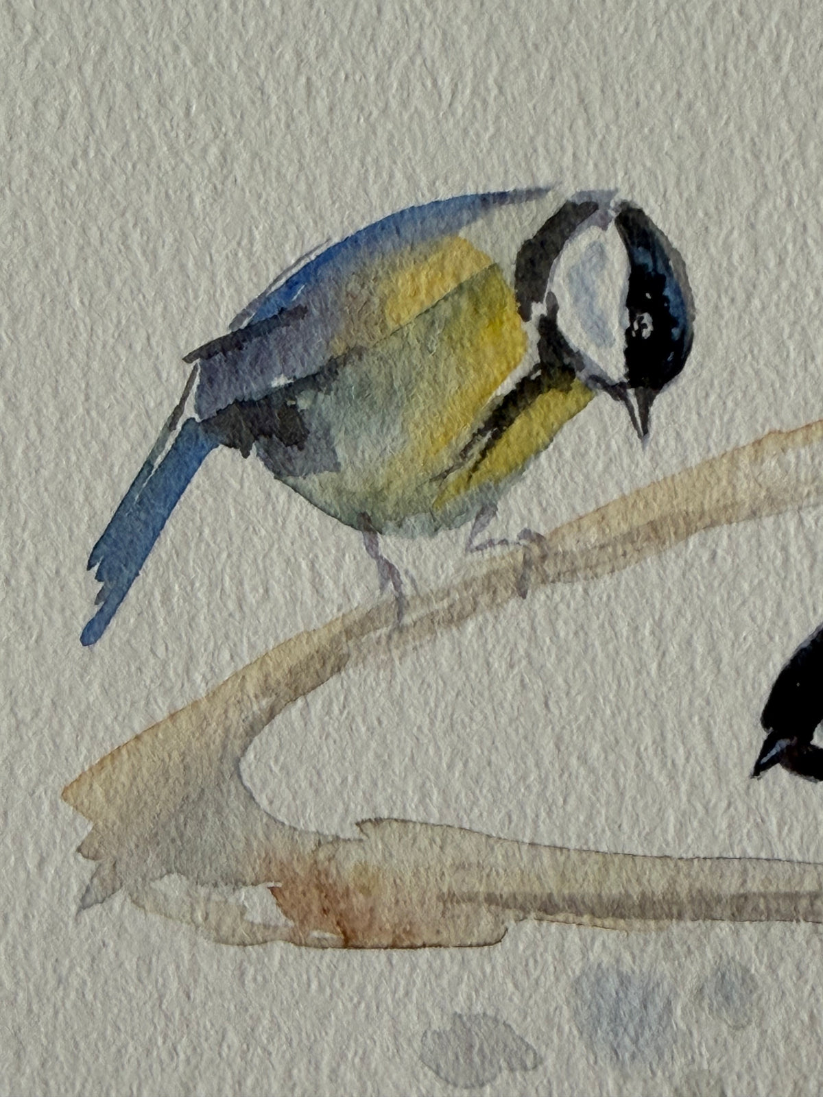 Cyanistes caeruleus — Gathering