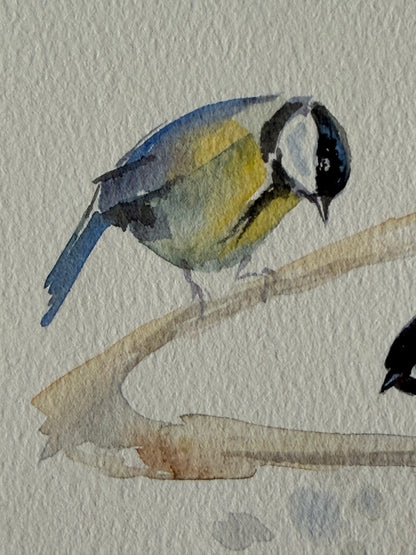 Cyanistes caeruleus — Gathering
