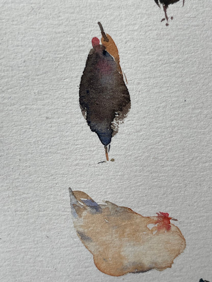 Hen Companions
