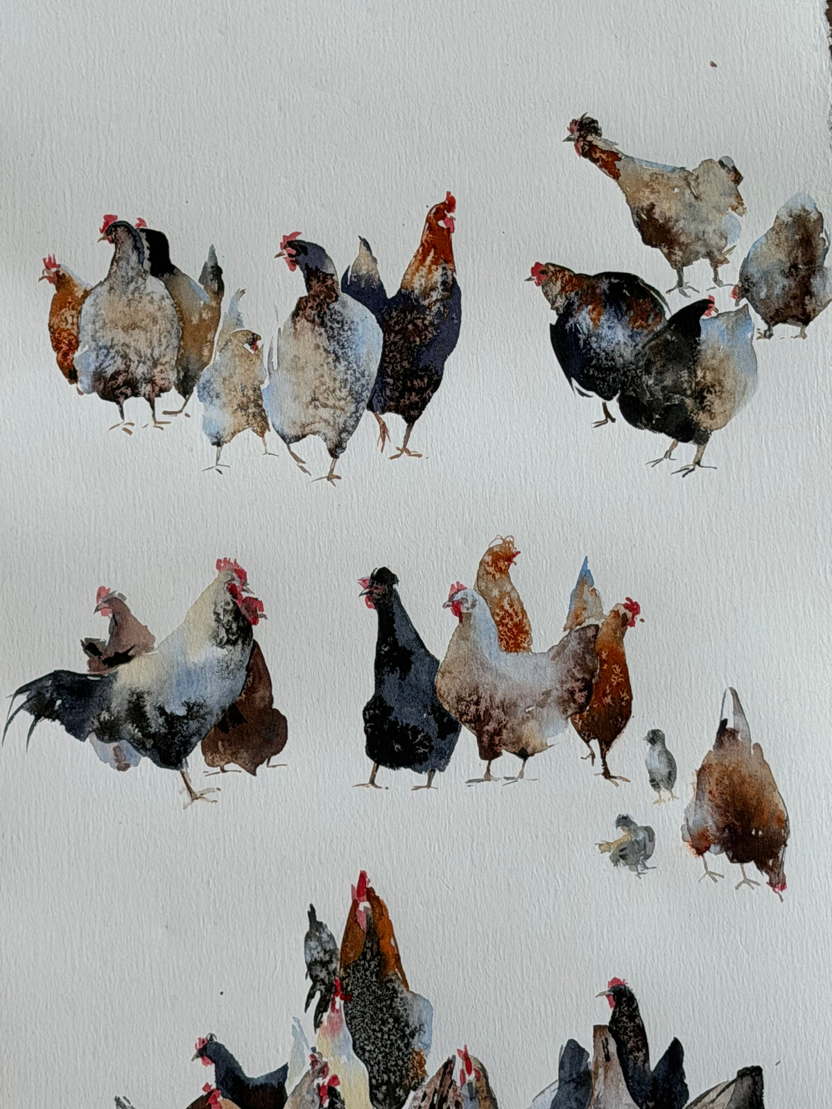 Chicken Bazaar
