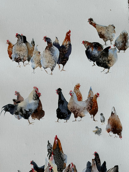 Chicken Bazaar