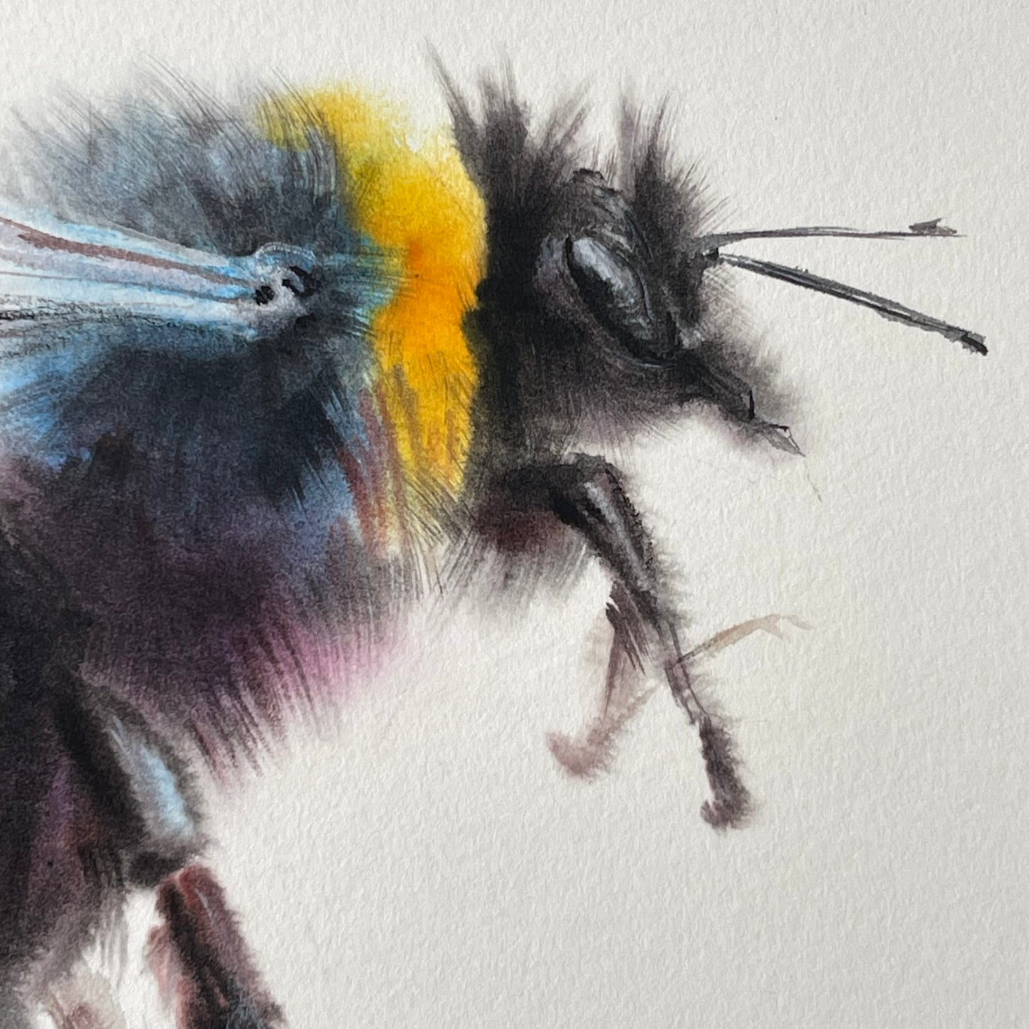 Fluffy Bumblebee