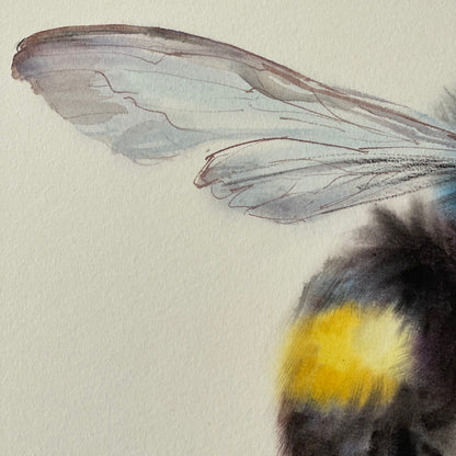 Fluffy Bumblebee