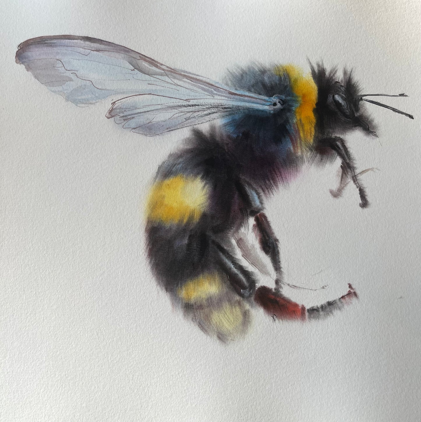 Fluffy Bumblebee