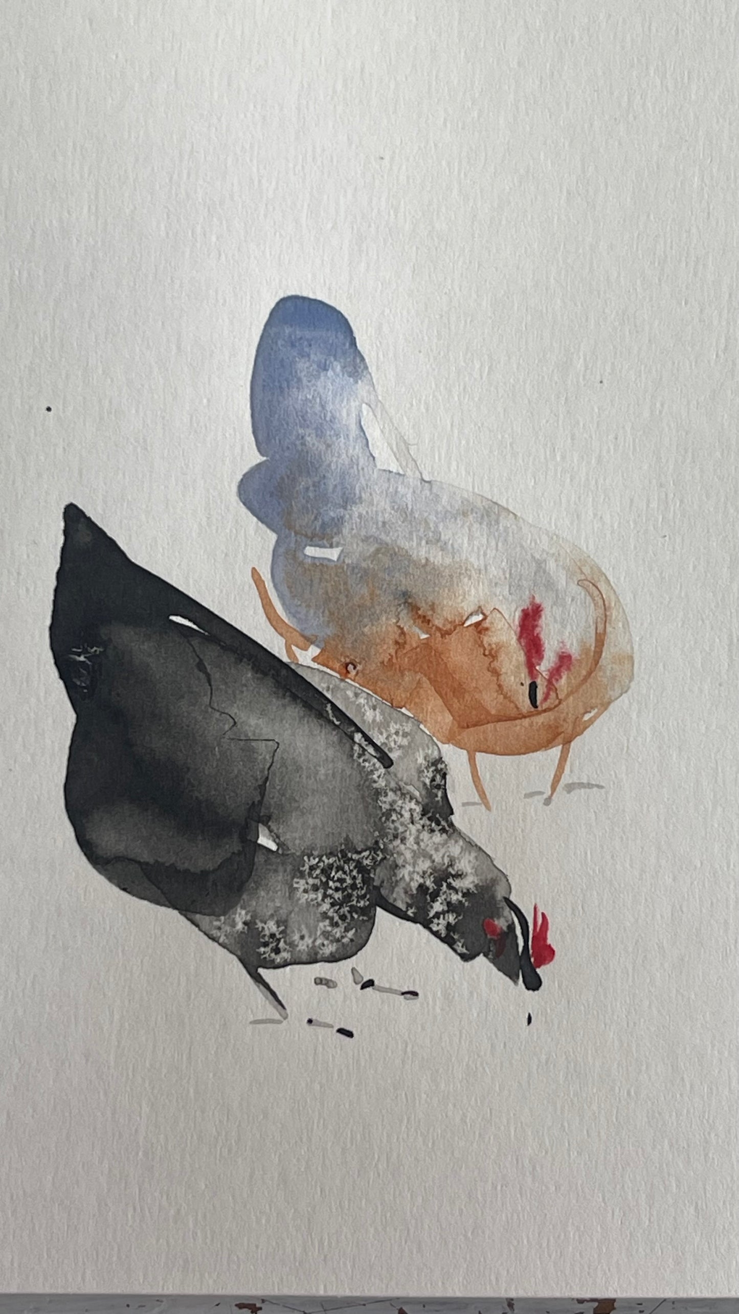 Chickens — The 62