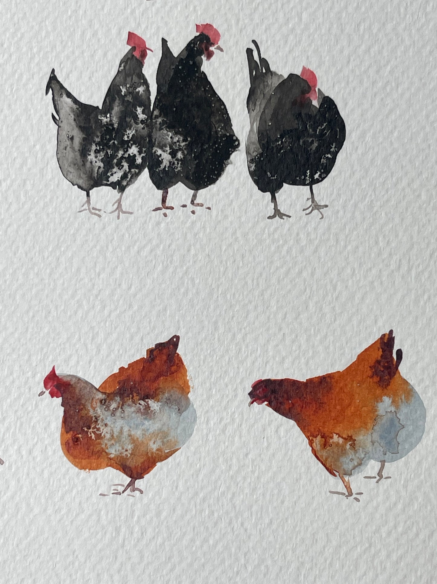 Chickens — The 62