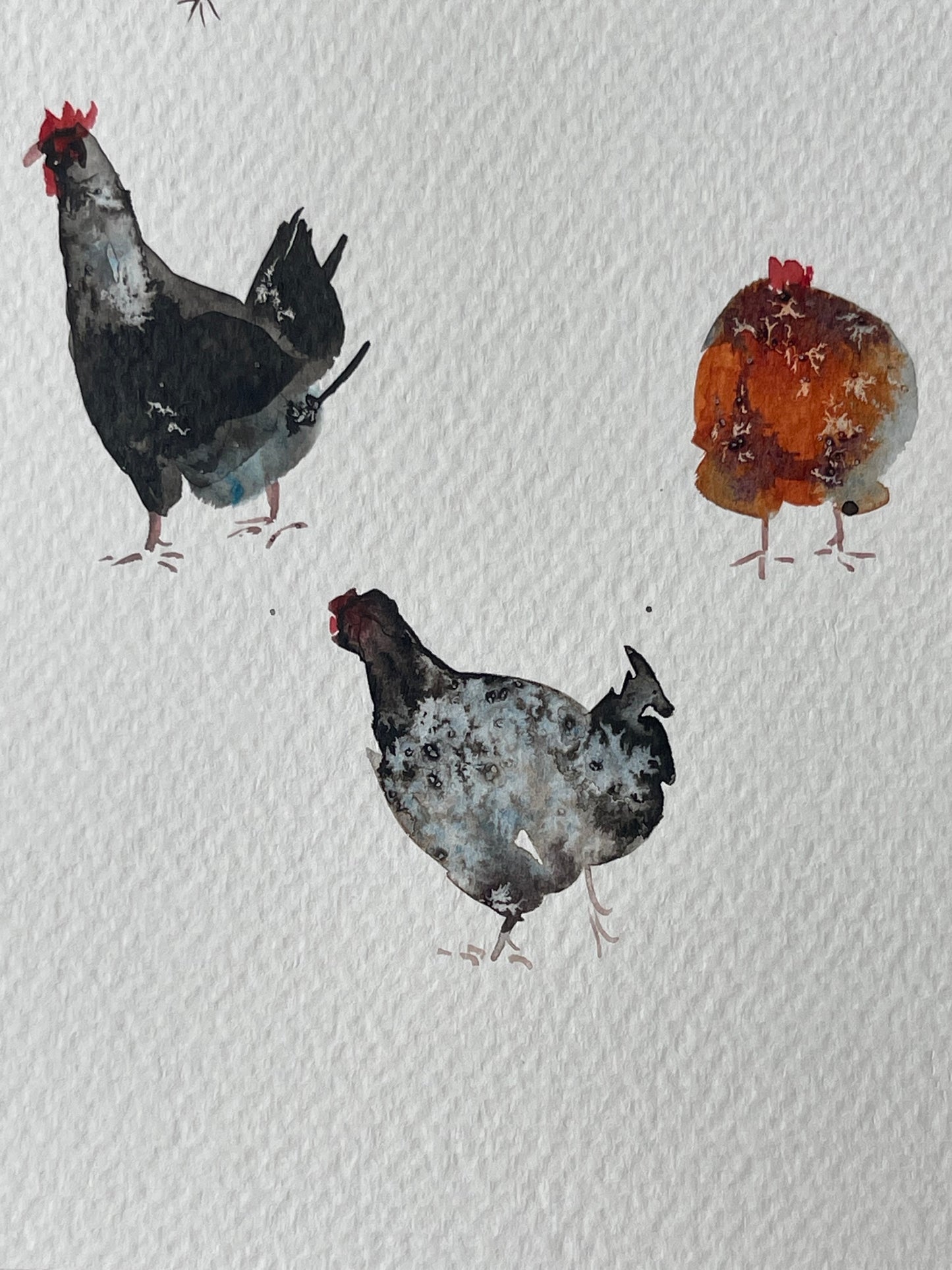 Chickens — The 62