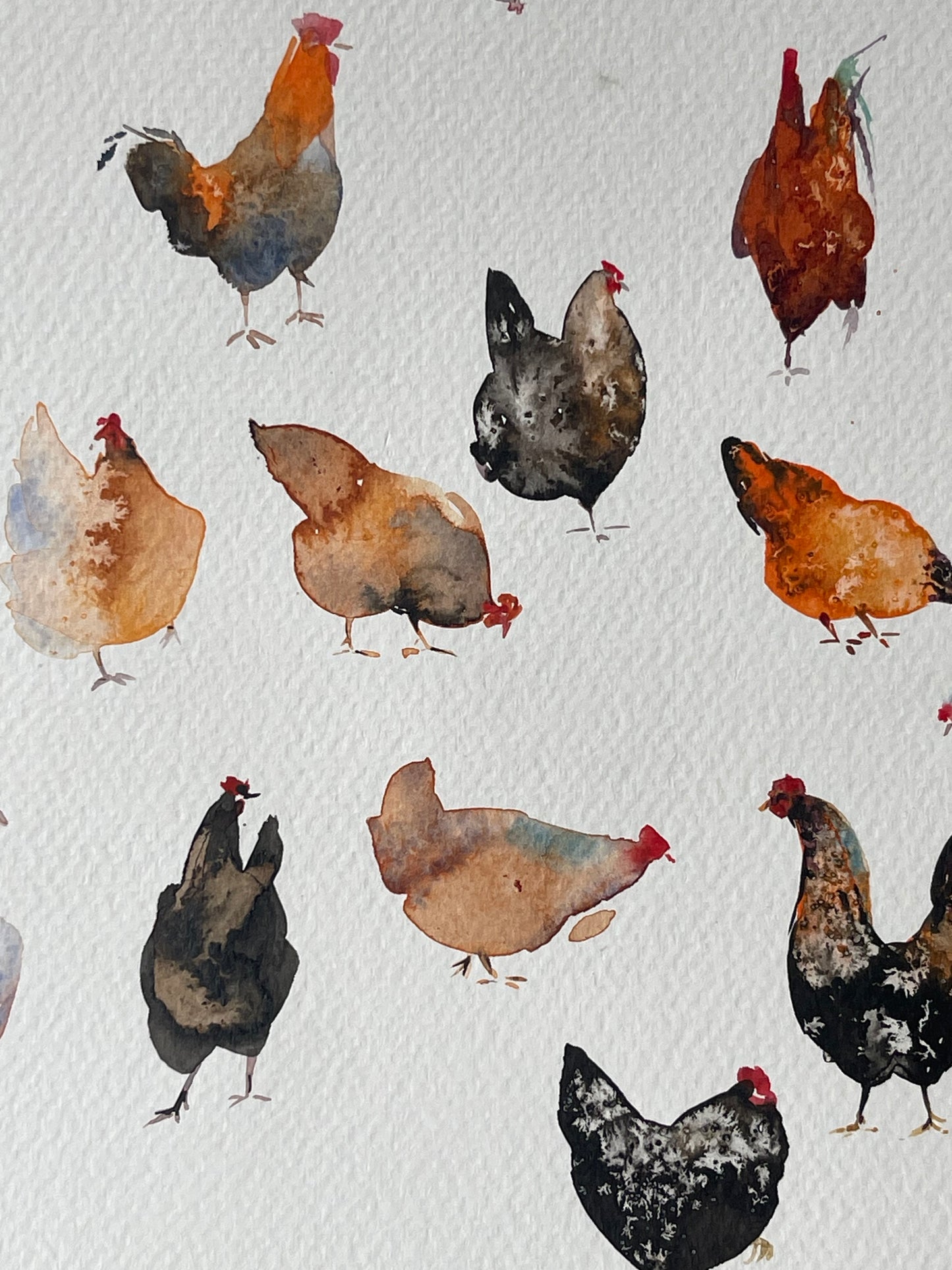 Chickens — The 62