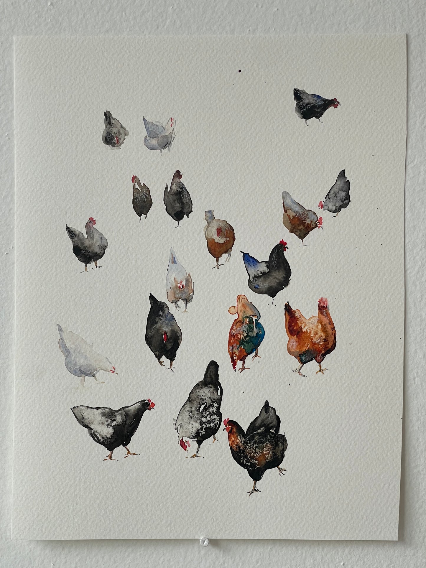 Colourful chickens